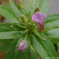 Limnophila aromatica (Lam.) Merr.